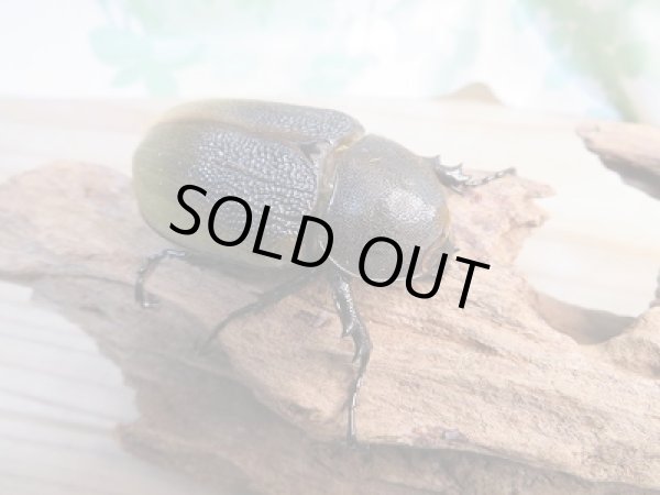 画像4: 新成虫!D.H.レイディ♂64ミリ♀55ミリペア販売!! (4)