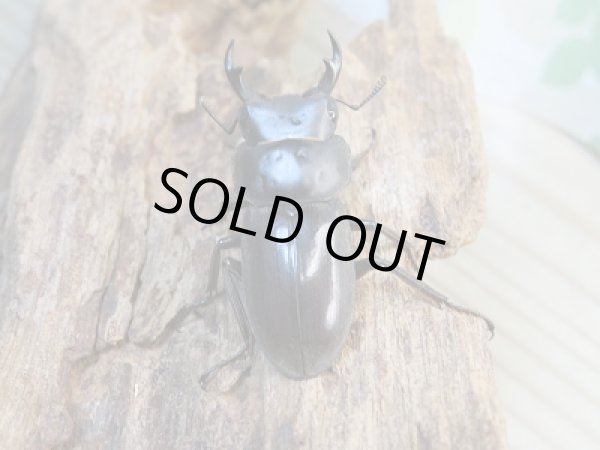 画像3: 新成虫☆F2☆ヤエヤマコクワガタ♂36ミリ♀30ミリペア販売!! (3)