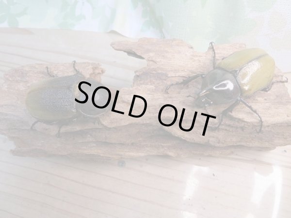 画像5: 新成虫!D.H.レイディ♂62ミリ♀55ミリペア販売!! (5)