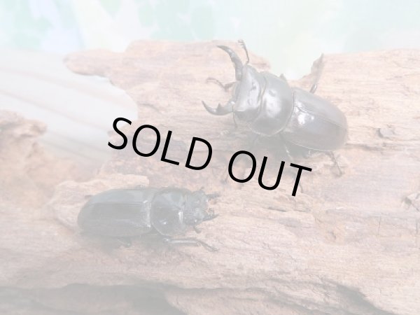 画像5: 新成虫☆F2☆ヤエヤマコクワガタ♂36ミリ♀30ミリペア販売!! (5)