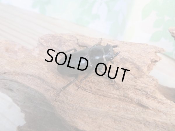 画像4: 新成虫☆F2☆ヤエヤマコクワガタ♂36ミリ♀30ミリペア販売!! (4)