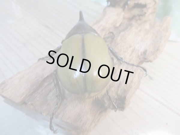 画像3: 新成虫!D.H.レイディ♂62ミリ♀55ミリペア販売!! (3)