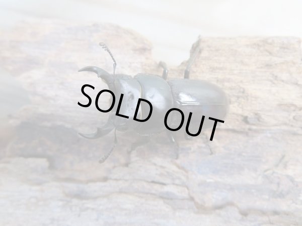 画像2: 新成虫☆F2☆ヤエヤマコクワガタ♂36ミリ♀30ミリペア販売!! (2)