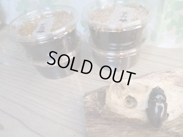 画像2: ☆限定1セット☆ドンキエールコクワガタ(赤ドンキ)二令幼虫4頭セット販売!! (2)