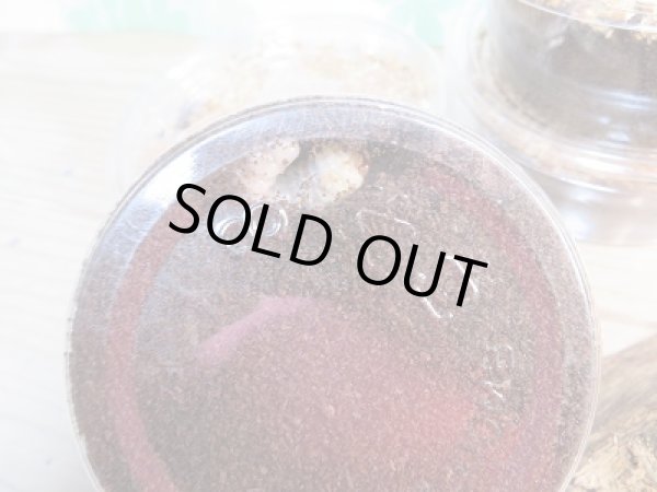 画像3: ☆限定1セット☆ドンキエールコクワガタ(赤ドンキ)二令幼虫4頭セット販売!! (3)