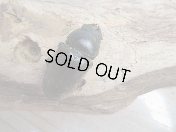 画像4: ☆限定1セット☆ドンキエールコクワガタ(赤ドンキ)二令幼虫4頭セット販売!! (4)