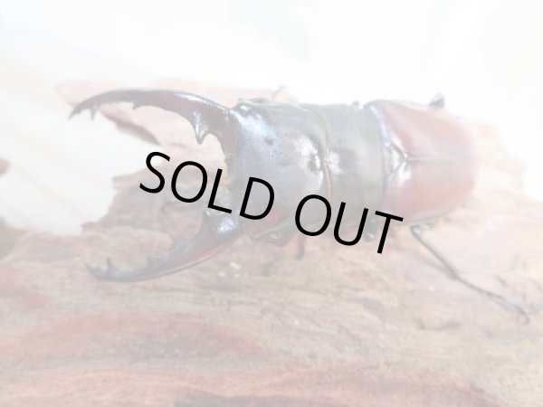 画像2: 新成虫☆F4☆ダビソンフタマタクワガタ♂70ミリ〜74ミリ♀40ミリ〜42ミリ全7ペア販売!! (2)