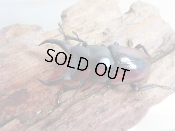 画像2: ☆越冬新成虫☆ドンキエールコクワガタ(赤ドンキ)♂49ミリ♀38ミリ別血統ペア販売!! (2)