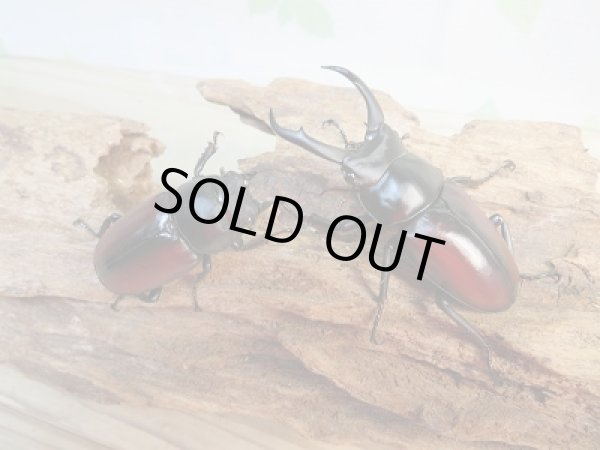 画像5: ☆越冬新成虫☆ドンキエールコクワガタ(赤ドンキ)♂59ミリ♀42ミリ別血統ペア販売!! (5)