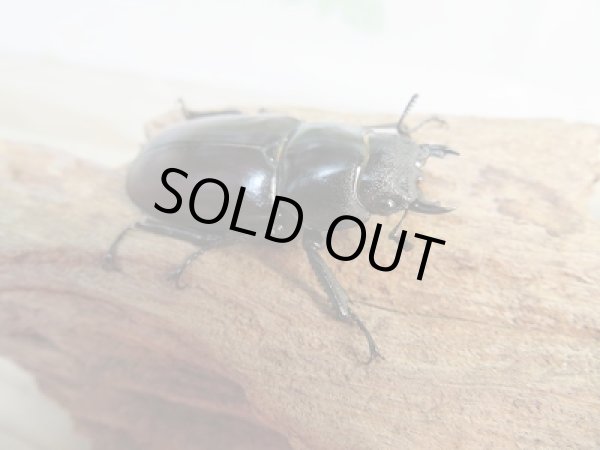 画像4: 新成虫☆F4☆ダビソンフタマタクワガタ♂70ミリ〜74ミリ♀40ミリ〜42ミリ全7ペア販売!! (4)