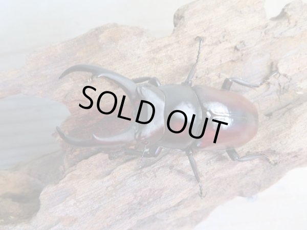 画像2: ☆越冬新成虫☆ドンキエールコクワガタ(赤ドンキ)♂59ミリ♀42ミリ別血統ペア販売!! (2)