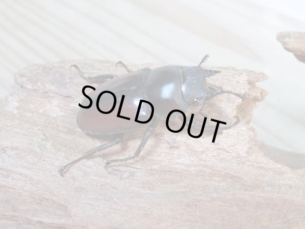 画像4: ☆越冬新成虫☆ドンキエールコクワガタ(赤ドンキ)♂49ミリ♀38ミリ別血統ペア販売!! (4)