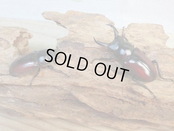 画像5: ☆越冬新成虫☆ドンキエールコクワガタ(赤ドンキ)♂49ミリ♀38ミリ別血統ペア販売!! (5)