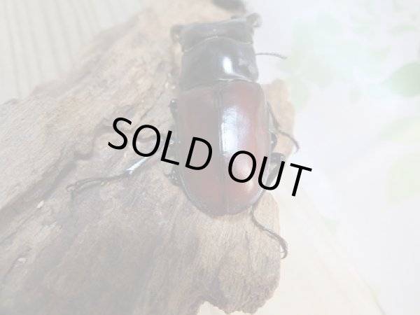 画像3: 新成虫☆F4☆ダビソンフタマタクワガタ♂70ミリ〜74ミリ♀40ミリ〜42ミリ全7ペア販売!! (3)