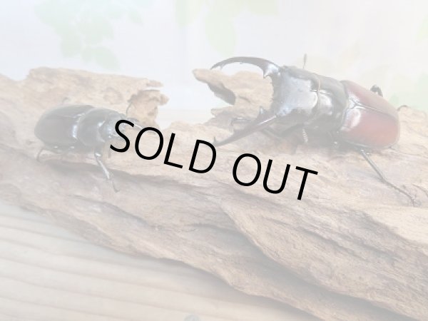 画像5: 新成虫☆F4☆ダビソンフタマタクワガタ♂70ミリ〜74ミリ♀40ミリ〜42ミリ全7ペア販売!! (5)