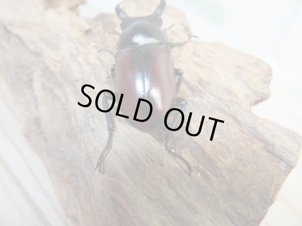 画像3: ☆越冬新成虫☆ドンキエールコクワガタ(赤ドンキ)♂49ミリ♀38ミリ別血統ペア販売!! (3)