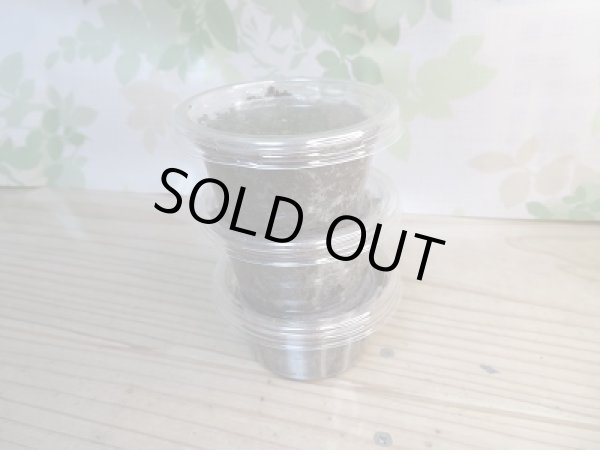 画像3: 大人気種☆WF3☆ウムハンギノコギリクワガタ初二令幼虫3頭セット販売!! (3)