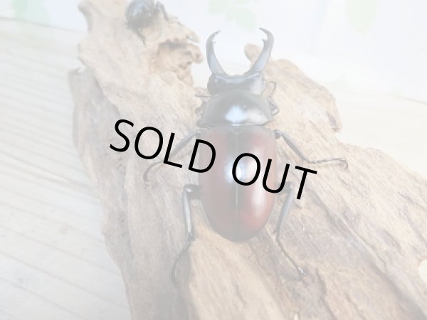 画像3: ☆越冬新成虫☆ドンキエールコクワガタ(赤ドンキ)♂59ミリ♀42ミリ別血統ペア販売!! (3)