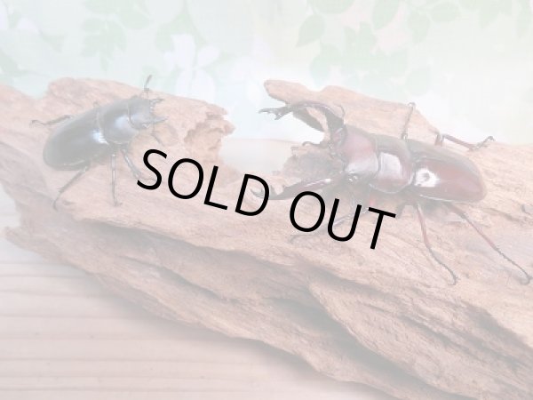 画像5: 新成虫☆♂レッドアイ☆フォルスターフタマタクワガタ(原名亜種)♂65♀42ミリペア販売!! (5)