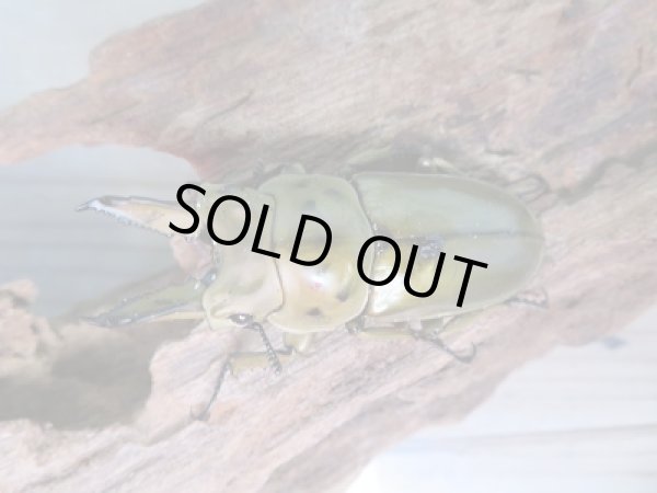 画像2: 美麗新成虫☆タイ産☆ババオウゴンオニクワガタ♂-A´56ミリ♀45ミリペア+♀45ミリトリオ販売!! (2)