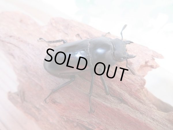 画像4: 新成虫☆♂レッドアイ☆フォルスターフタマタクワガタ(原名亜種)♂65♀42ミリペア販売!! (4)