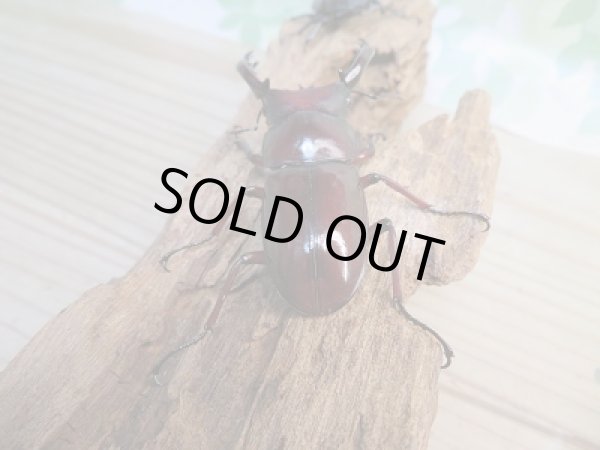 画像3: 新成虫☆♂レッドアイ☆フォルスターフタマタクワガタ(原名亜種)♂65♀42ミリペア販売!! (3)