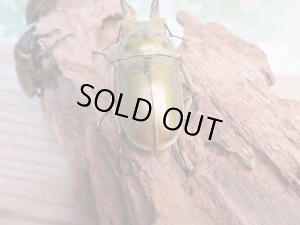 画像3: 美麗新成虫☆タイ産☆ババオウゴンオニクワガタ♂-A´56ミリ♀45ミリペア+♀45ミリトリオ販売!! (3)