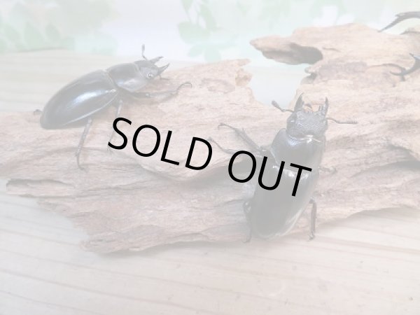 画像5: 新成虫☆パリーフタマタクワガタ(亜種エロンガトゥス)♂69ミリ♀49ミリペア+♀45ミリ計3頭トリオ販売!! (5)