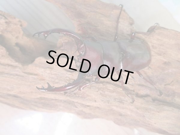 画像2: 新成虫☆♂レッドアイ☆フォルスターフタマタクワガタ(原名亜種)♂65♀42ミリペア販売!! (2)