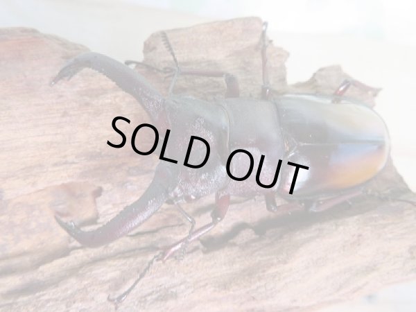 画像2: 新成虫☆パリーフタマタクワガタ(亜種エロンガトゥス)♂69ミリ♀49ミリペア+♀45ミリ計3頭トリオ販売!! (2)