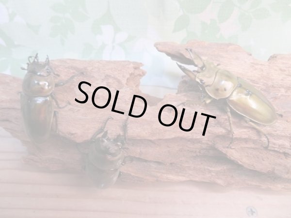 画像5: 美麗新成虫☆タイ産☆ババオウゴンオニクワガタ♂-A´56ミリ♀45ミリペア+♀45ミリトリオ販売!! (5)