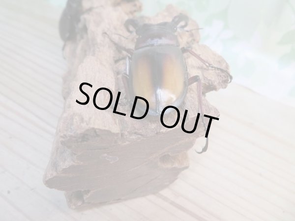 画像3: 新成虫☆パリーフタマタクワガタ(亜種エロンガトゥス)♂69ミリ♀49ミリペア+♀45ミリ計3頭トリオ販売!! (3)