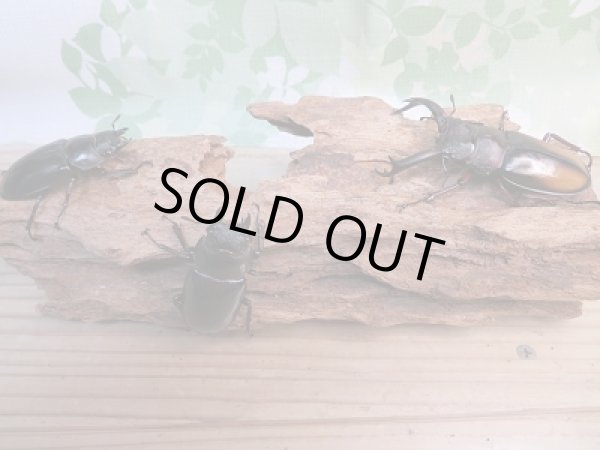 画像6: 新成虫☆パリーフタマタクワガタ(亜種エロンガトゥス)♂69ミリ♀49ミリペア+♀45ミリ計3頭トリオ販売!! (6)