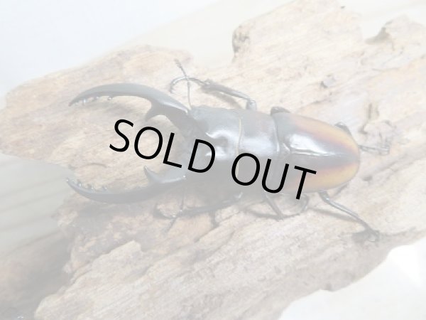 画像2: 人気種!!新成虫☆レニノコギリクワガタ(♂♀紋入り)♂60ミリ♀フリーサイズ別血統ペア販売!! (2)