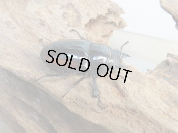 画像4: 人気種!!新成虫☆レニノコギリクワガタ(♂♀紋入り)♂60ミリ♀フリーサイズ別血統ペア販売!! (4)