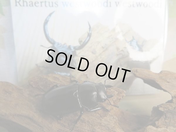 画像4: 大人気種☆Dibang Valley産☆ウエストウッディ オオシカクワガタ♂76ミリ♀46.5ミリ別血統ペア販売！！ (4)