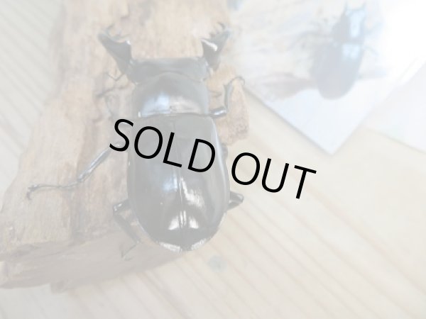 画像3: 大人気種☆Dibang Valley産☆ウエストウッディ オオシカクワガタ♂76ミリ♀46.5ミリ別血統ペア販売！！ (3)