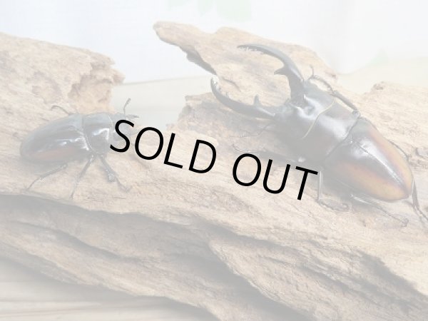 画像5: 人気種!!新成虫☆レニノコギリクワガタ(♂♀紋入り)♂60ミリ♀フリーサイズ別血統ペア販売!! (5)