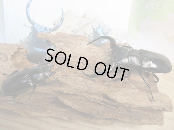 画像5: 大人気種☆Dibang Valley産☆ウエストウッディ オオシカクワガタ♂76ミリ♀46.5ミリ別血統ペア販売！！ (5)