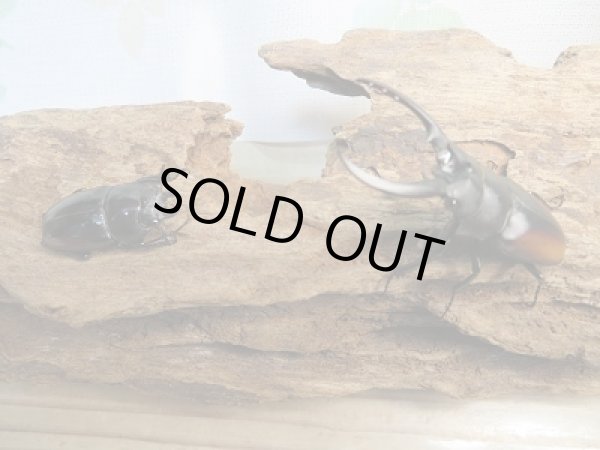 画像5: 人気種！！新成虫☆レニノコギリクワガタ（♂♀紋入り）♂50ミリ♀フリーサイズ別血統ペア販売！！ (5)