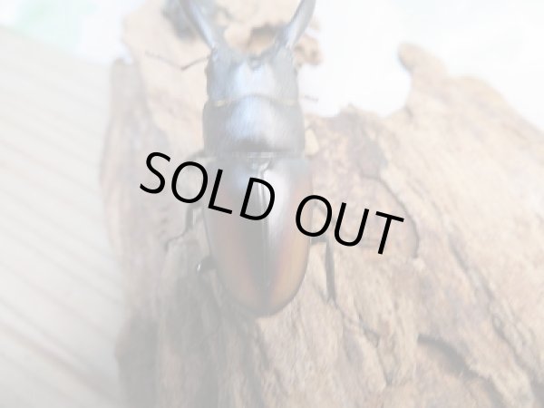 画像3: 人気種！！新成虫☆レニノコギリクワガタ（♂♀紋入り）♂50ミリ♀フリーサイズ別血統ペア販売！！ (3)