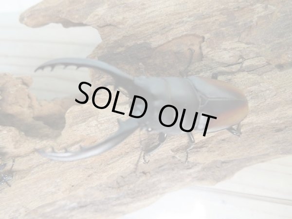 画像2: 人気種！！新成虫☆レニノコギリクワガタ（♂♀紋入り）♂50ミリ♀フリーサイズ別血統ペア販売！！ (2)