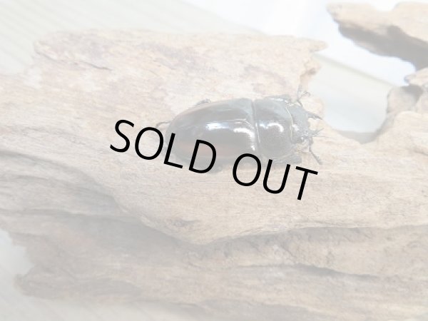 画像4: 人気種！！新成虫☆レニノコギリクワガタ（♂♀紋入り）♂50ミリ♀フリーサイズ別血統ペア販売！！ (4)