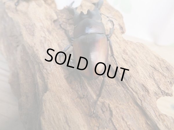 画像3: 人気種!!新成虫☆レニノコギリクワガタ(♂♀紋入り)♂60ミリ♀フリーサイズ別血統ペア販売!! (3)