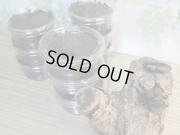 画像2: ☆F4☆キルクネリウスグアンシィ(グアンクシィシカノコギリクワガタ)初二令幼虫3頭セット販売!! (2)