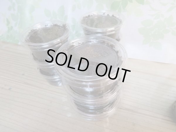 画像3: ☆F4☆キルクネリウスグアンシィ(グアンクシィシカノコギリクワガタ)初二令幼虫3頭セット販売!! (3)