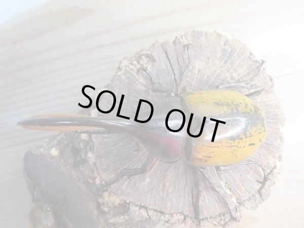 画像2: 稀少新成虫☆F2☆D.H.モリシマイ♂105ミリ♀60ミリペア販売!! (2)