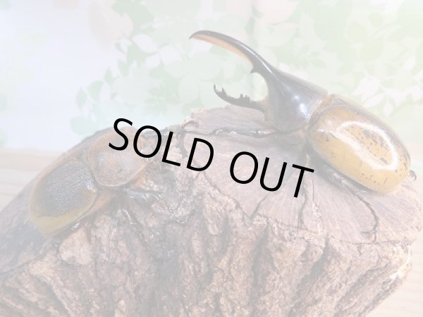 画像5: 稀少新成虫☆F2☆D.H.モリシマイ♂105ミリ♀60ミリペア販売!! (5)