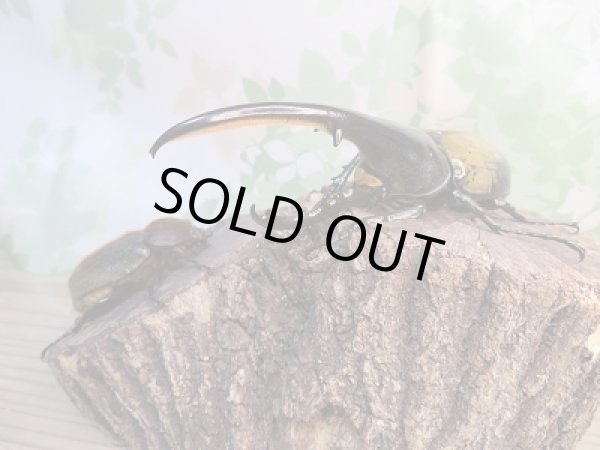 画像5: ☆新成虫☆D.H.ヘラクレス♂138ミリ♀62ミリペア販売!! (5)