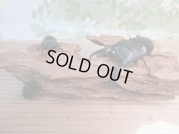 画像5: 新成虫☆F2☆パラワンオオヒラタクワガタ♂91ミリ♀45ミリ+♀45ミリトリオ販売!! (5)